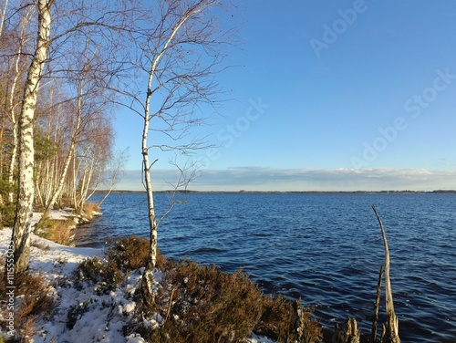 Rekyva forest and lake during sunny winter day. Pine and birch tree woodland. Wavy lake. Bushes and small trees are growing in woods. Sunny day without clouds in sky. Snowy. Nature. Rekyvos miskas. photo