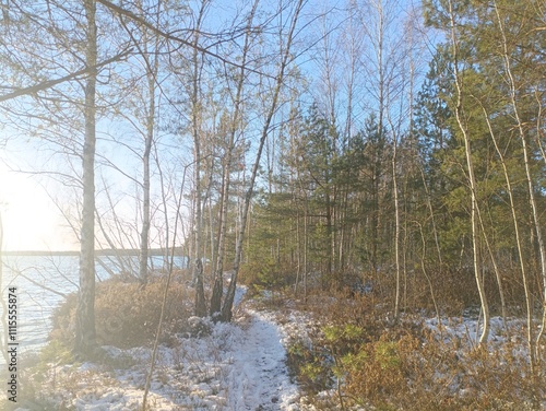 Rekyva forest and lake during sunny winter day. Pine and birch tree woodland. Wavy lake. Bushes and small trees are growing in woods. Sunny day without clouds in sky. Snowy. Nature. Rekyvos miskas. photo