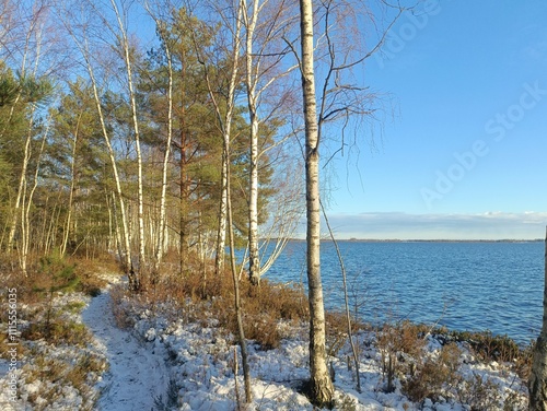 Rekyva forest and lake during sunny winter day. Pine and birch tree woodland. Wavy lake. Bushes and small trees are growing in woods. Sunny day without clouds in sky. Snowy. Nature. Rekyvos miskas. photo