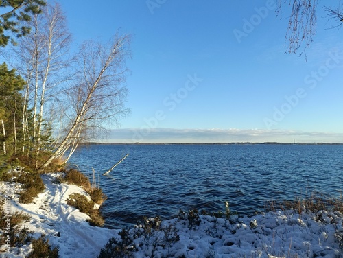 Rekyva forest and lake during sunny winter day. Pine and birch tree woodland. Wavy lake. Bushes and small trees are growing in woods. Sunny day without clouds in sky. Snowy. Nature. Rekyvos miskas. photo