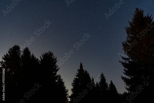 Silhouettes of spruce trees in the night dari forest against the background of the starry sky. photo