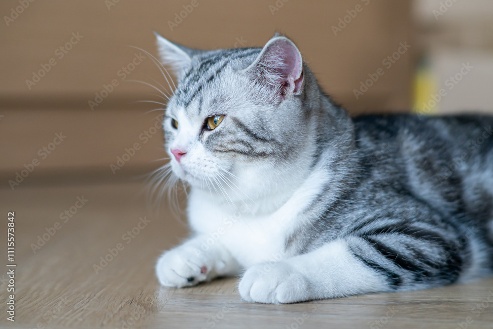 Cute cat tilting, Cute baby cat in the house, Silver Tabby Scottish Cat Cute cat tilting, Cute baby cat in the house, Silver Tabby Scottish Cat