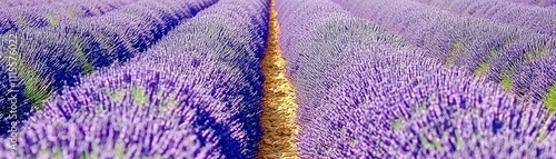 Wallpaper Mural Vibrant Lavender Field with Rows of Purple Blooms under Sunny Sky Creating a Serene Landscape Image Torontodigital.ca