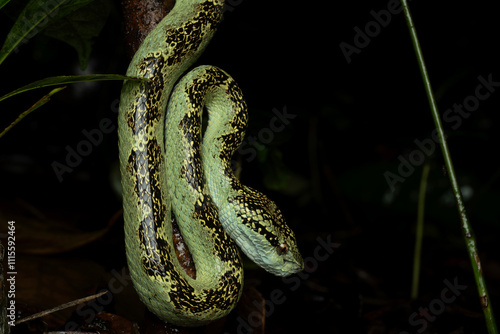 Malabar pit viper ( Craspedocephalus malabaricus ) is pit viper endemic to western ghats photo