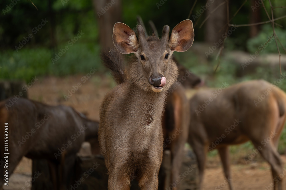 Fototapeta premium Sambar deer in the forest