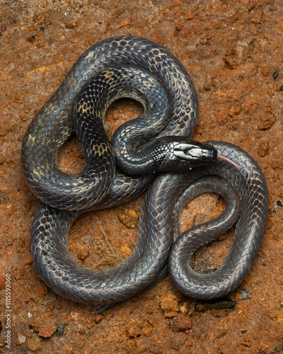 Portrait of a Travancore Wolf snake ( Lycodon travancoricus ) 🐍 