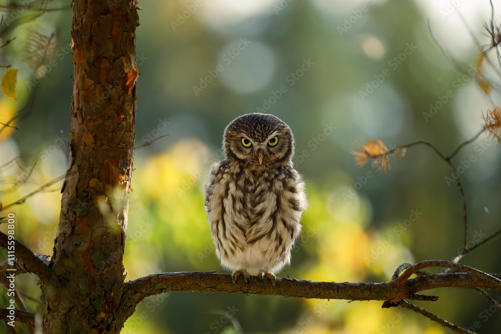 Obraz premium Owl in backlight. Little owl, Athene noctua, perched on pine in last evening sunrays. Wild owl of Athena masking in natural habitat. Adorable owl in wildlife nature. Beautiful bird with yellow eyes.