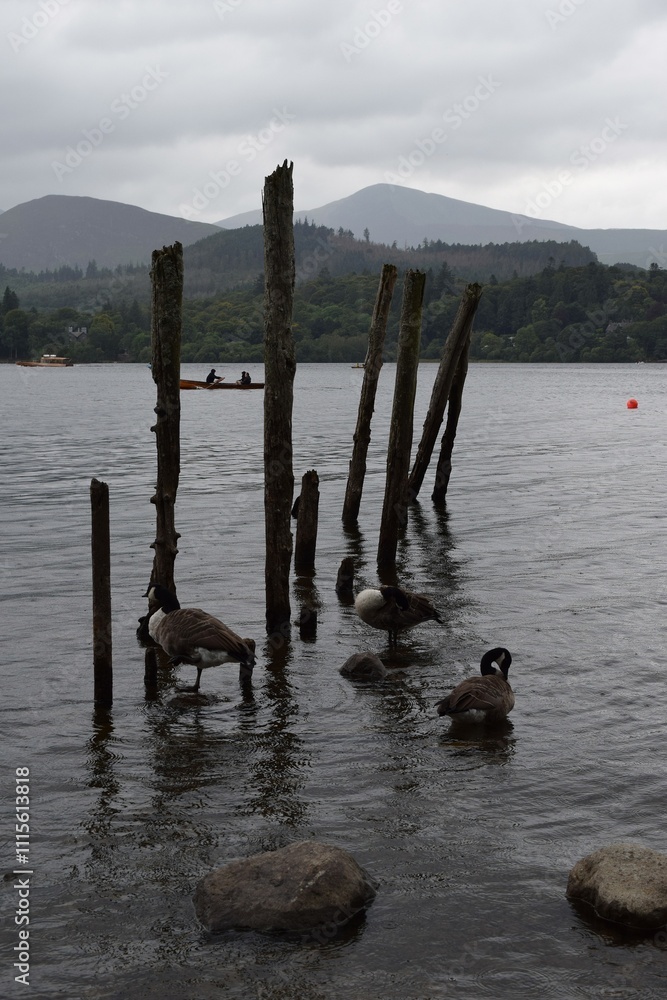Ducks along the shore of Lake Windermere in Cumbria Ducks along the shore of Lake Windermere in Cumbria