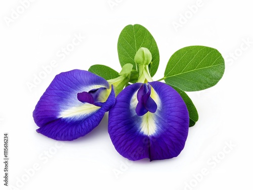 Closeup butterfly pea flower (blue pea, bluebellvine, cordofan pea, clitoria ternatea) with green leaves isolated on white background.