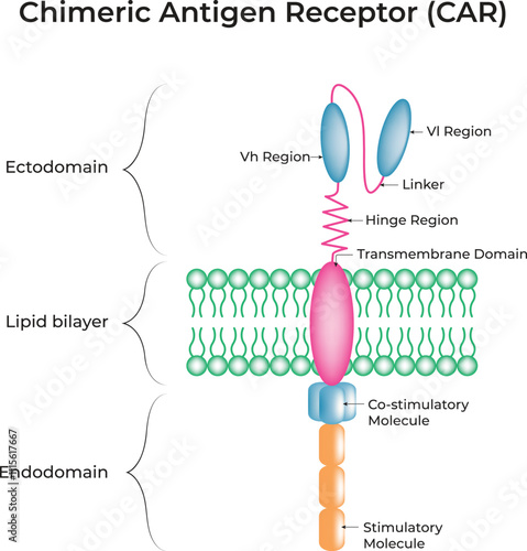 Chimeric Antigen Receptor (CAR) Vector Illustration