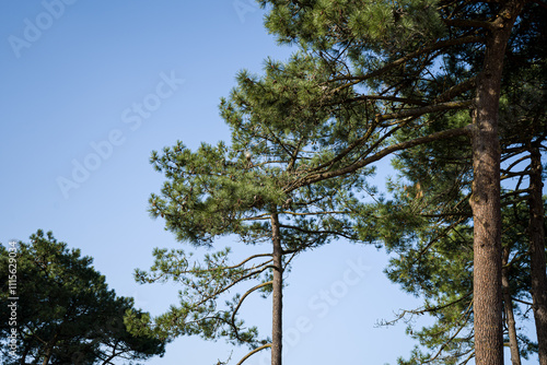 Photo de paysage de pins landais sur un fond bleu ensoleille pris en macro photo