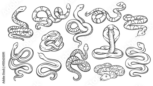 Snake species line icons set. Outline hand drawn wild and Zoo cobra and rattlesnake, python and anaconda, copperhead snake. Nature, wildlife mascot, serpent collection icons vector illustration