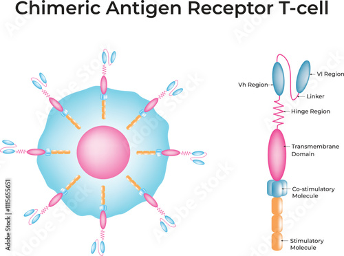 Chimeric Antigen Receptor T-cell Vector Illustration