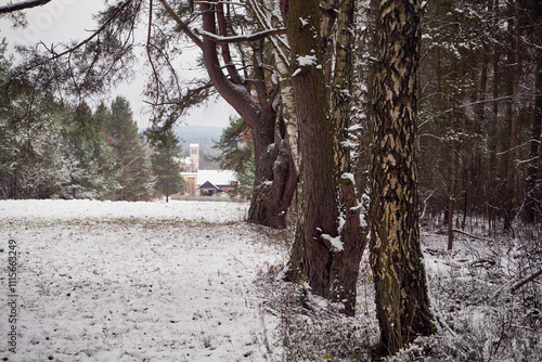 Fototapeta Naklejka Na Ścianę i Meble -  łąka,brzoza,zima 