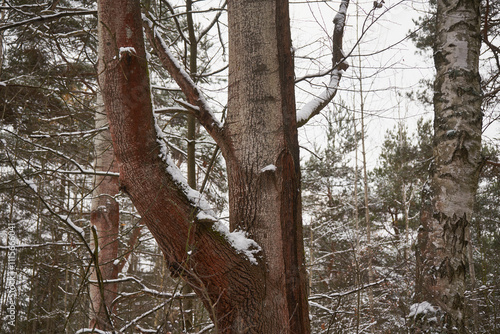 Fototapeta Naklejka Na Ścianę i Meble -  topola,zima 