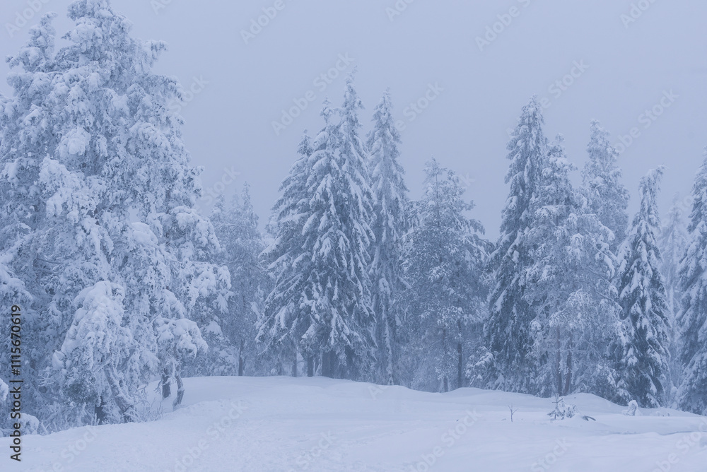 Fototapeta premium winter, scene, winter landscape, winter scene, blue, snowed tree, nature, landscape, background, forest, garden, wallpaper, vintage, trees, design, scenery, snow, beautiful, environment, light, magic,
