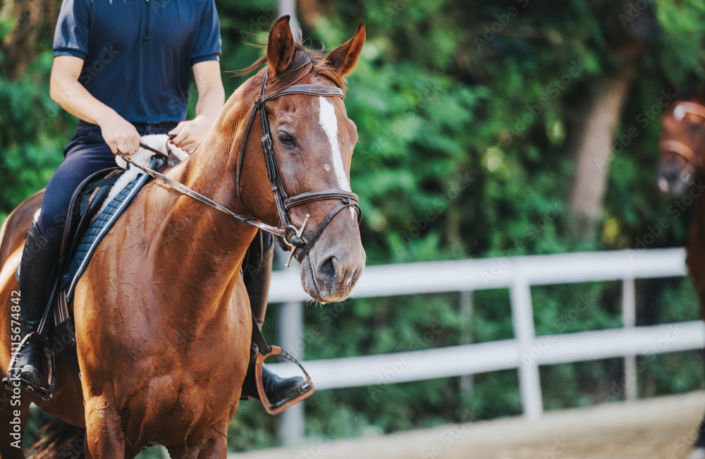 Obraz premium A person riding a brown horse in a leafy outdoor setting, showcasing equestrian sport and leisure. The scene captures the connection between horse and rider amidst a green background.