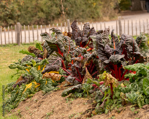 Billede på lærred photo exemple de culture en permaculture, en été avec des légumes variés, sur li