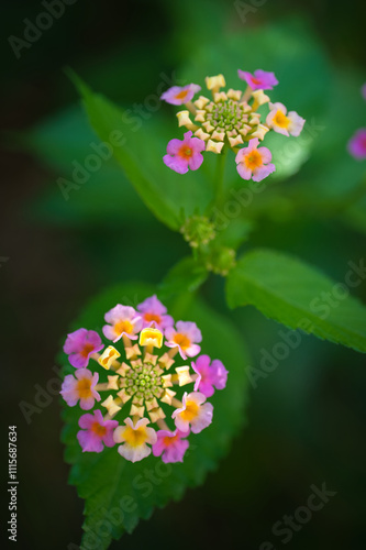 ランタナの花