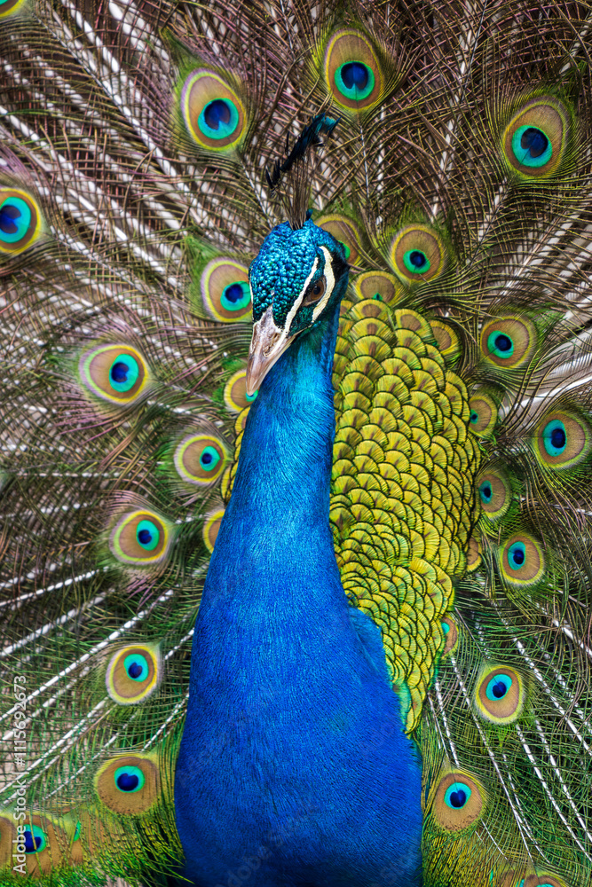 Obraz premium peacock with feathers out