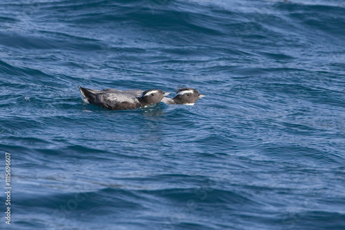Japanese Murrelet or Crested Murrelet (Synthliboramphus wumizusume) two swimming together off Hyuga, Kyushu, Japan. The survival of this rare species is described as 'Vulnerable'.