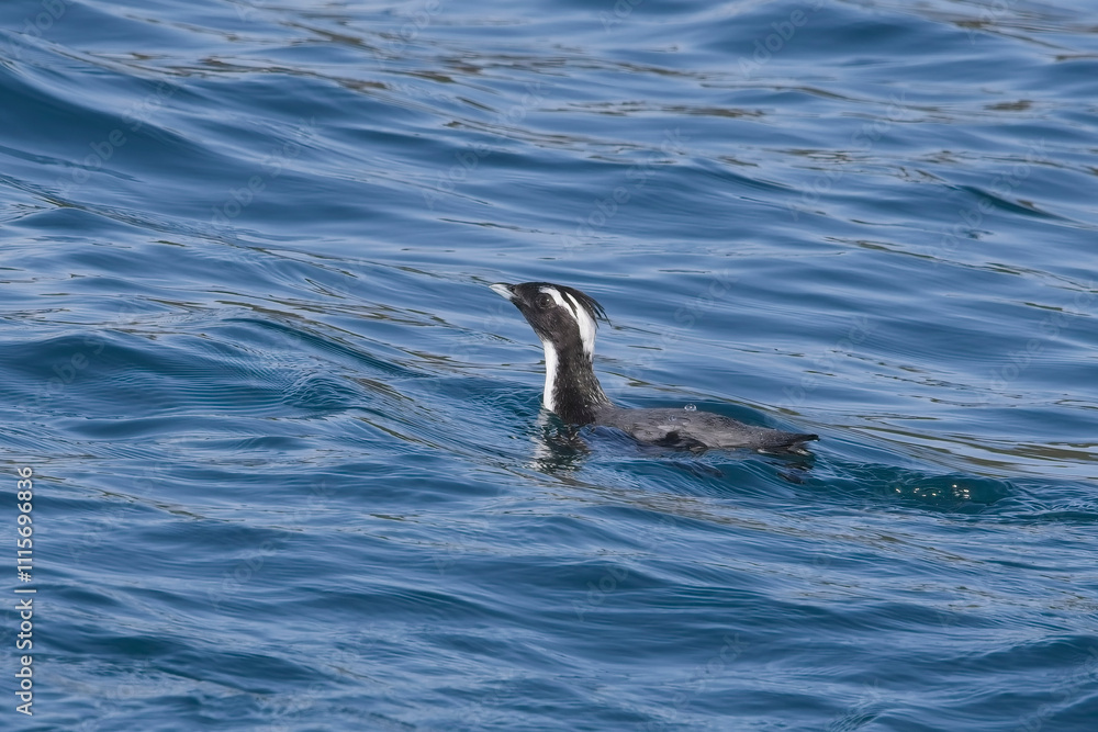 Obraz premium Japanese Murrelet or Crested Murrelet (Synthliboramphus wumizusume) swimming off Hyuga, Kyushu, Japan. The survival of this rare species is described as 'Vulnerable'.