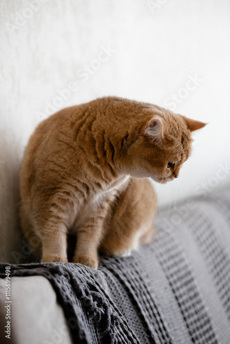Ginger striped cat seeting on gray blanket on bed. High quality photo