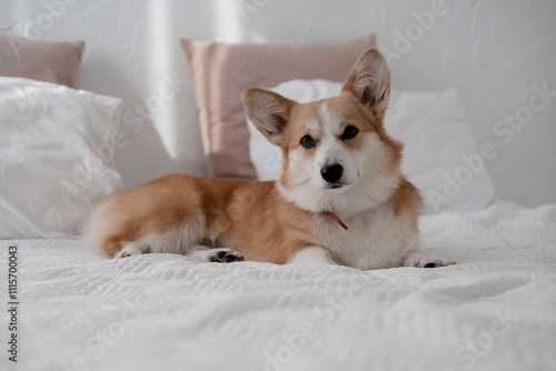 The image captures a corgi dog sitting on a white bed, gazing towards the right side of the frame. 