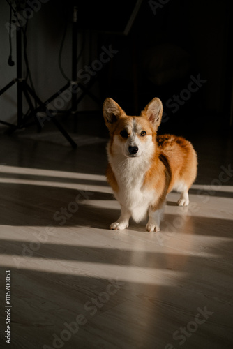 The image features a corgi standing in a room with dark walls and a wooden floor. 