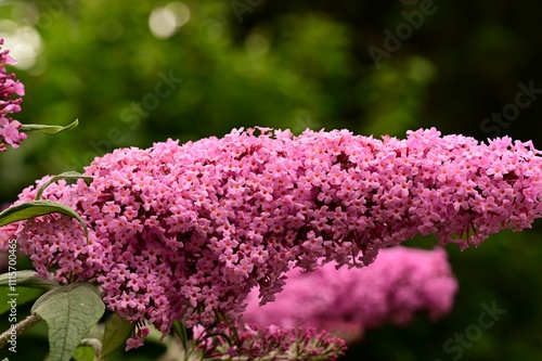 Close-up of vibrant pink buddleja flowers in full bloom against a lush green background