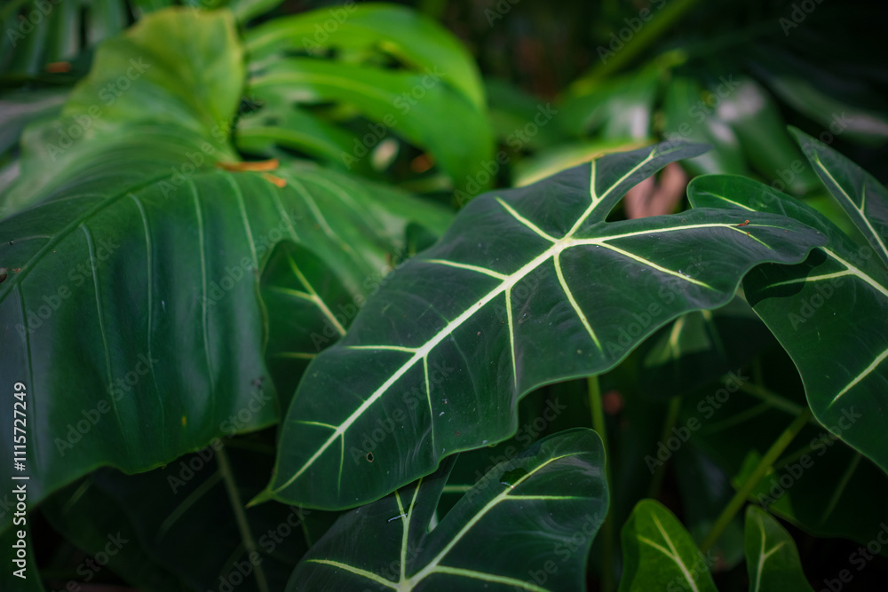 Φωτογραφία walk in Perdana Botanical Garden, Lush greenery and exotic plants in the Kuala Lumpur Botanical Garden, offering serene escape into nature with vibrant flowers, towering trees, and tranquil paths
