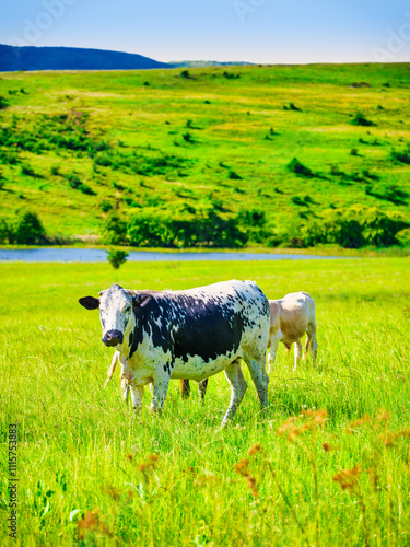 Lush grassland of Wakkerstroom village with a Holsteins cow with black spots grazing, hills, and a river in the background, Mpumalanga, South Africa photo