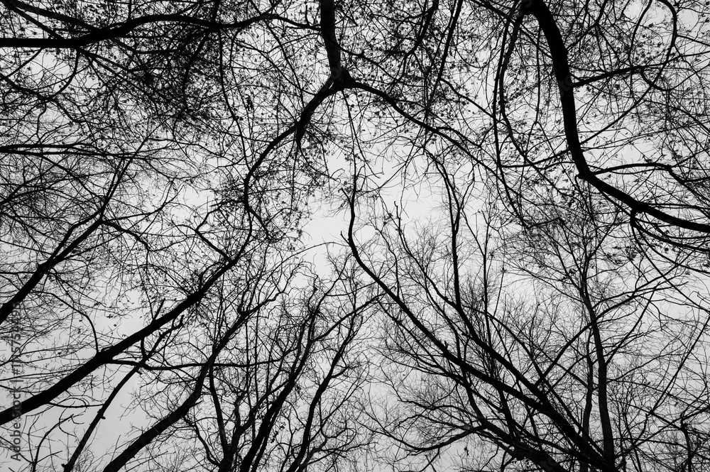 Tree black branch isolated on white. Black and white trees silhouettes on sky background. Bare branches trees in winter. Forest pattern texture. Halloween concept. Tree black branch isolated on white. Black and white trees silhouettes on sky background. Bare branches trees in winter. Forest pattern texture. Halloween concept.