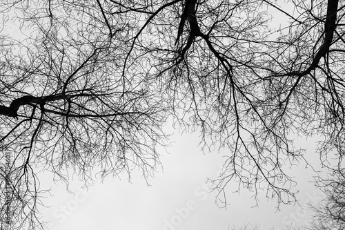 Obraz na płótnie Tree black branch isolated on white. Black and white trees silhouettes on sky background. Bare branches trees in winter. Forest pattern texture. Halloween concept. w salonie