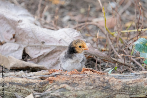 baby chicken in the grass