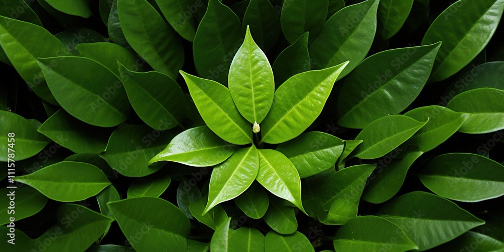 Fototapeta premium leaves