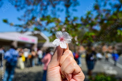 Hand holding cherry blossom close-up