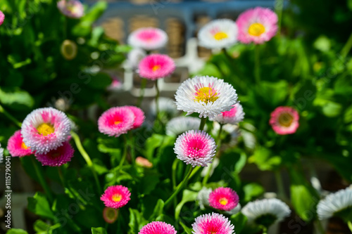 Bellis perennis in the garden.