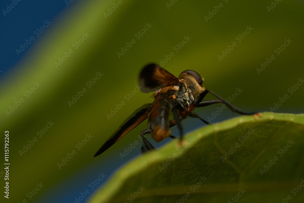 Fototapeta premium Yellow and Black Hoverfly on Green Leaf
