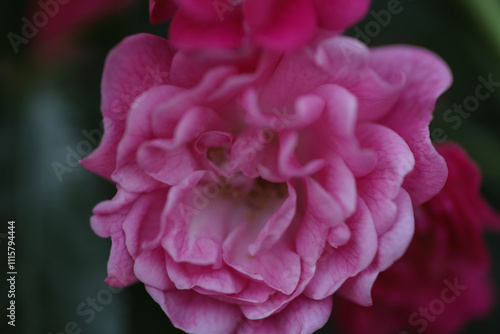 Small roses on early spring in garden.