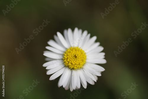Small chamomile on early spring.