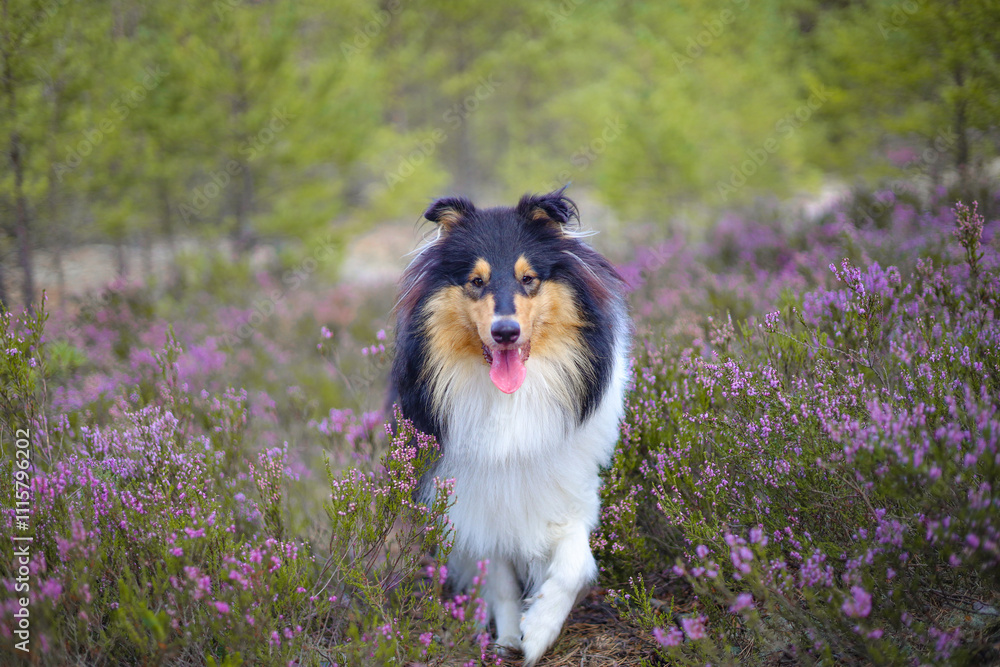 Obraz premium Adorable rough collie dog portrait in heather, bokeh background