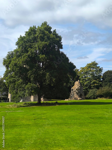 Trees in nature