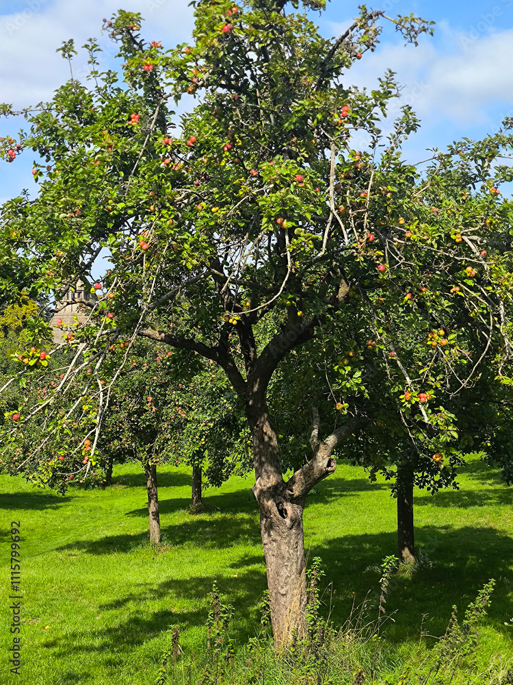 Trees in nature