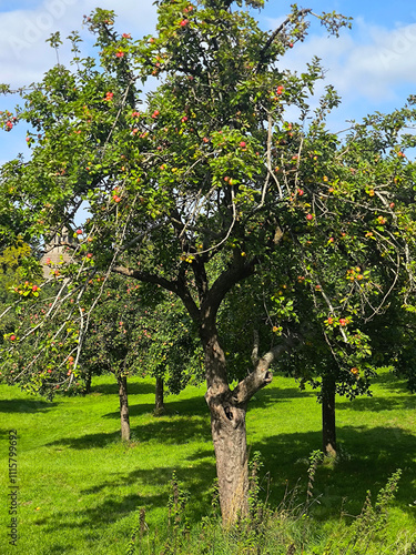 Obraz na płótnie Trees in nature w salonie