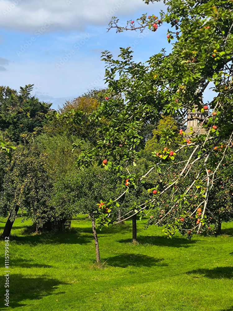 Trees in nature