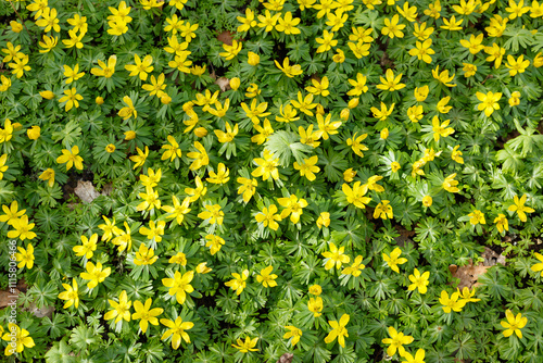 Frühlingsblümchen Winterling (Eranthis hyemalis) begegnet auf der Schwäbischen Alb photo