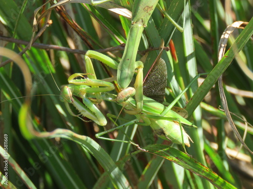 Mantis Cannibalism-2 photo