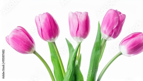 Elegant Pink and White Tulips. Symbol of Love, Beauty, and Renewal for Celebrations like Women's Day, Mother's Day, and Birthdays. Perfect for Gifting or Decorating Homes and Offices