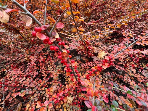 Cotoneaster lacteus, the late cotoneaster or milkflower cotoneaster with colorful leaves and ripe red berries. Close-up of small red berries on branches of late cotoneaster shrub with autumn leaves. 
 photo